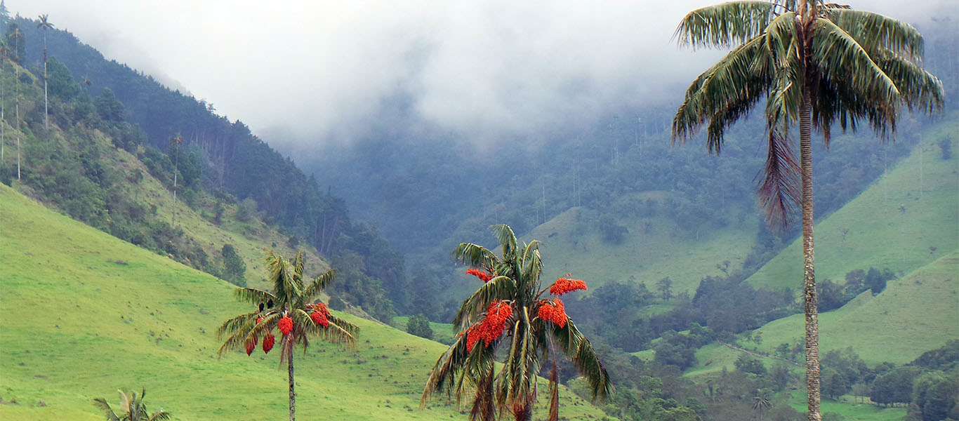 Cocora