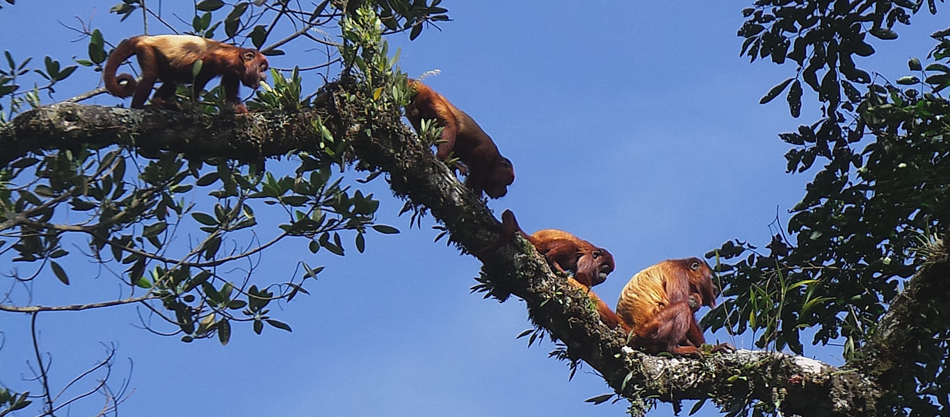 Monos aulladores